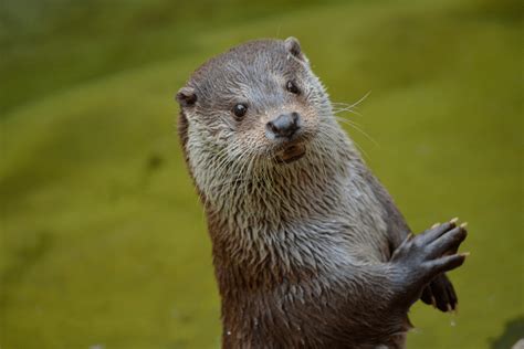 10 Animals At The Seattle Aquarium Too Cute Not To See In Person