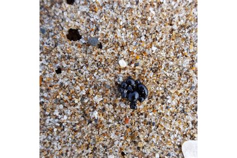 PICS: Oil pellets wash up on Mossel Bay beaches, forcing closures