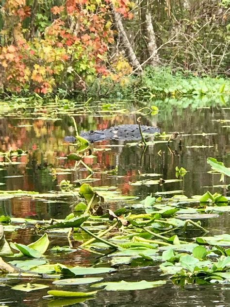 The Wild Wekiva River – The Casual Outdoorsman