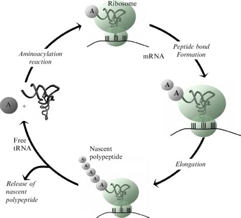 Representation of the present day pathway of protein biosynthesis. The... | Download Scientific ...