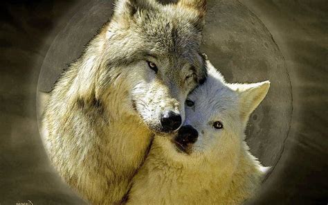 Wolf Love Wallpapers - Wallpaper Cave