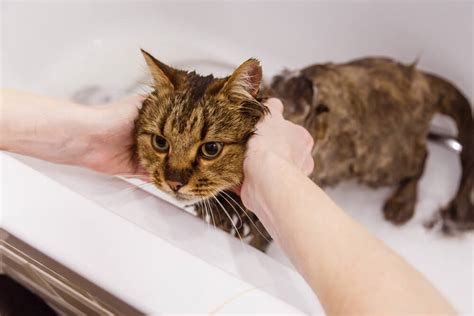 The Best 6 Cat Dandruff Shampoos: Benefits, Reviews, and More - Veterinarians.org