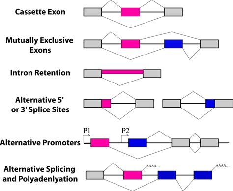 Figure 1, [Types of alternative splicing. In...]. - WormBook - NCBI Bookshelf