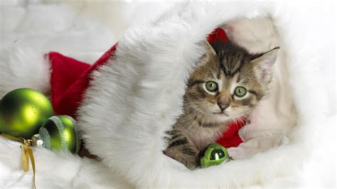 Christmas Cat Pictures | Wallpapers9