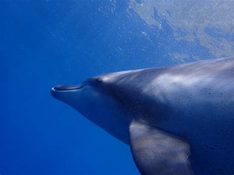 Free Images : sea, ocean, animal, diving, blue, vertebrate, in water, marine mammal, marine ...