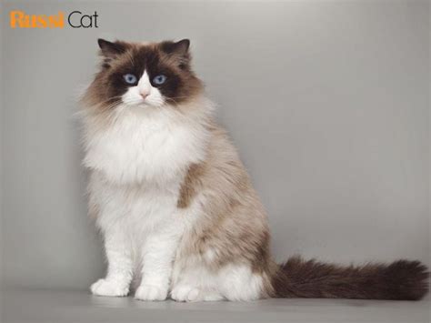 Mèo Ragdoll giá bao nhiêu và mua mèo Ragdoll ở đâu? - Mèo nhập khẩu