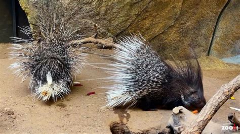 VIDEO: How Was This Cute Baby Porcupine Conceived? Very Very Carefully, Say Experts :) | EURweb