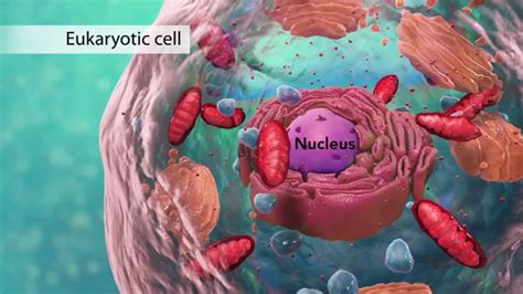 Biology: Cell Structure I Nucleus Medical Media - YouTube