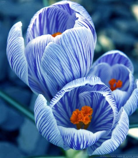 1154 best Blue Flowers images on Pinterest | Blue flowers, Pretty ...