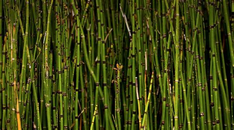 Horsetail Reed | San Diego Zoo Animals & Plants