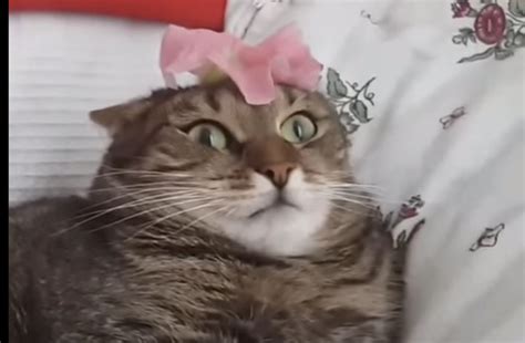 Diva Cat Just Can’t Handle the Weight of a Flower on Her Head (VIDEO ...