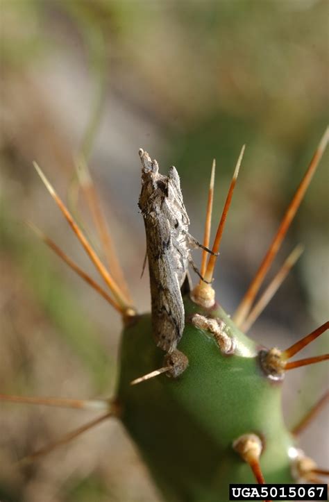 cactus moth (Cactoblastis cactorum)