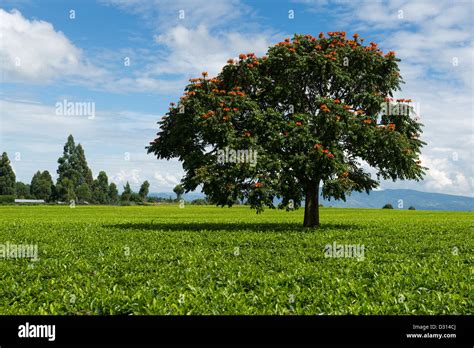 Tea plantation, Kericho, Western Kenya Stock Photo - Alamy