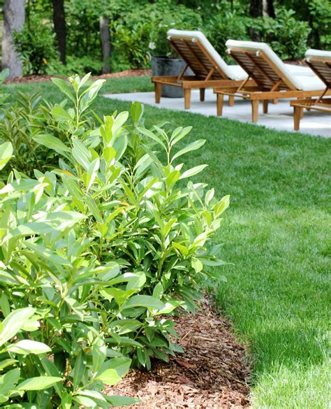 How to Grow and Care for Skip Laurel Shrubs - Plank and Pillow