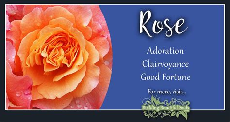 Rose Meaning & Symbolism | June Birth Flower | Flower Meanings