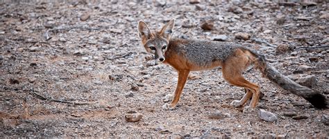 JWM study: Off-highway vehicles encroaching on kit fox habitat - The Wildlife Society