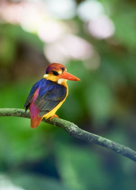 310+ Brunei Wildlife Stock Photos, Pictures & Royalty-Free Images - iStock