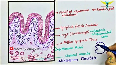 Pharyngeal Tonsil Histology