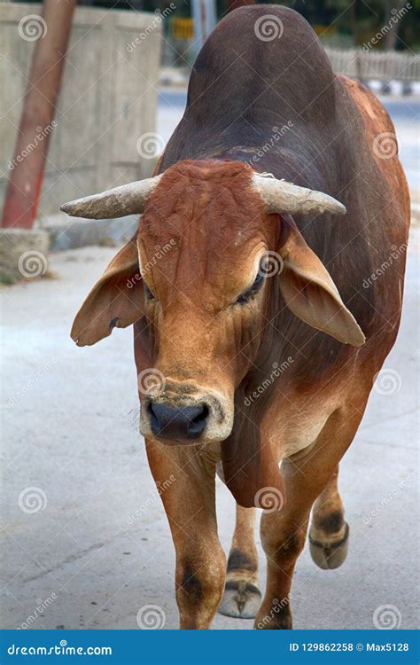 One of the Breeds of Zebu Cattle Stock Photo - Image of gown, hamlet: 129862258