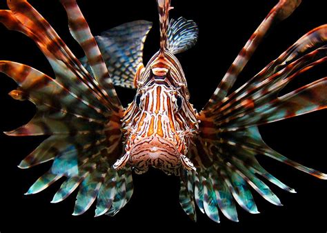 "LIONFISH" by Michael Sheridan | Redbubble