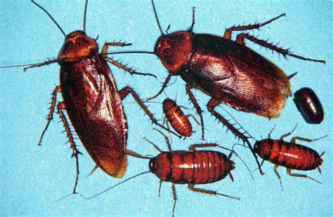 How To Get Rid Of Small Roaches In The Kitchen | Wow Blog