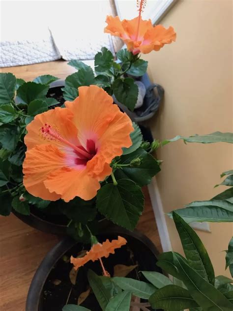 Indoor Hibiscus Care Guide: Unleash Tropical Blooms Inside Your Home ...