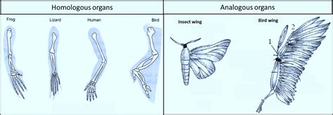 Analogous Biology