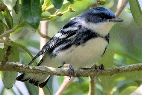 The Very Best Time to Put Up Birdhouses—Just in Time for Warmer Weather | Aves, The globe