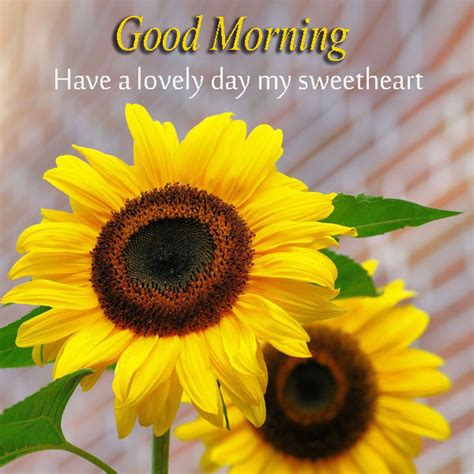 Good Morning Have A Lovely Day Sweetheart Yellow Sunflowers Photos - Good Morning Images, Quotes ...