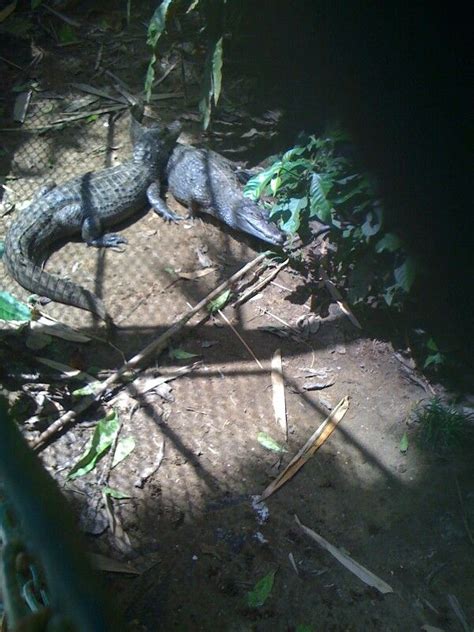 Paramaribo zoo