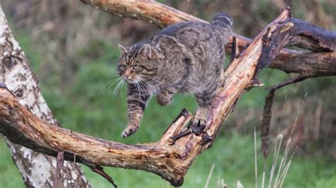 11 Fierce Facts About Scottish Wildcats | Mental Floss