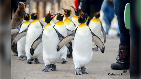 Calgary Zoo's king penguins to walk again | CTV News