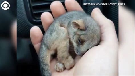 WATCH: Farmer Rescues Baby Ringtail Possum In Australia