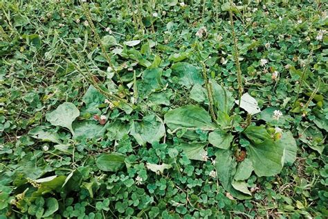 Find Out How To: Identify Common Illinois Lawn Weeds - Elite Lawn Care