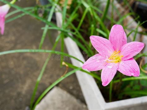 Rain lily flower stock photo. Image of floral, bloom - 103110578