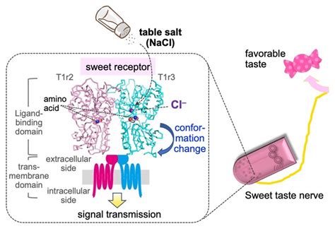 How salt can taste sweet: the myriad mechanis | EurekAlert!