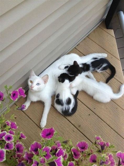 17 Best images about Cow Cats on Pinterest | Cats, A cow and Cute cats