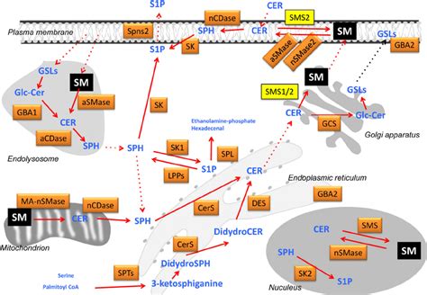 Sphingolipid metabolism and subcellular compartmentalization. A diverse... | Download Scientific ...