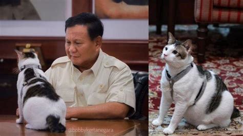 Kisah Bobby Kertanegara, Kucing Gemoy Peliharaan Prabowo yang Dulu dari Jalanan Kini Menuju ...