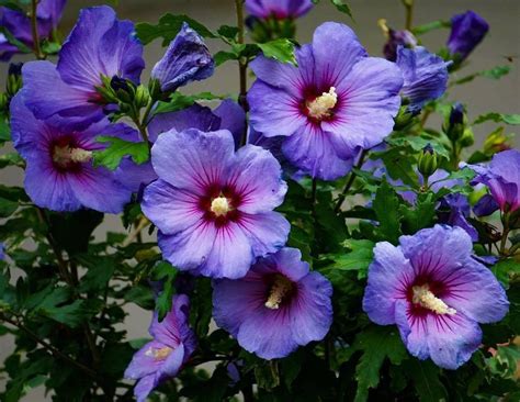 Blue Rose of Sharon (Hibiscus syriacus) | Flowers, Rose of sharon, Shrubs