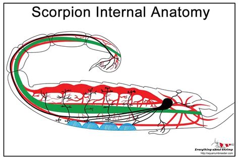 Scorpions Internal Anatomy - Shrimp and Snail Breeder