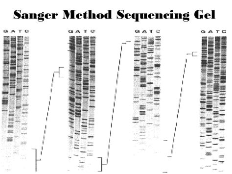 PPT - DNA Sequencing PowerPoint Presentation, free download - ID:149784