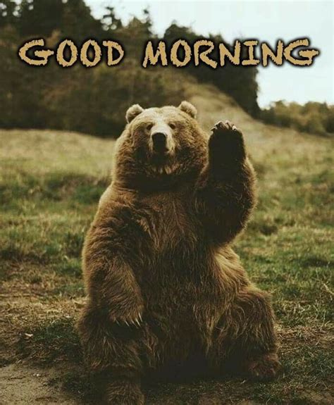 Pin by Deb Miller on Good morning in 2020 | Brown bear, Good morning, Animals