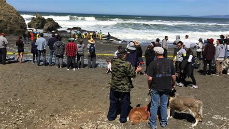 PHOTOS: Dead sperm whale washes up on popular beach in Pacifica - ABC7 ...