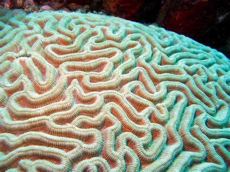 Symmetrical Brain Coral - Diploria strigosa - Aruba - Photo 3 ...