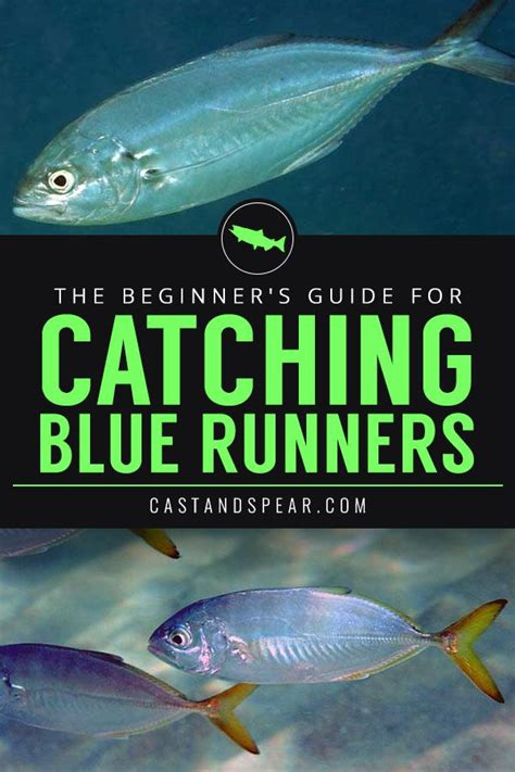 Blue runner fish fishing tips! If you're looking to catch these interesting fish, then you're in ...