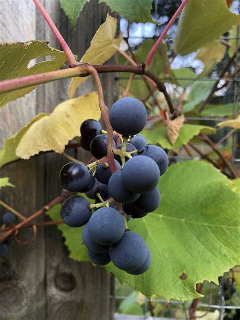 Concord Grape Jelly - Double Decker Farm