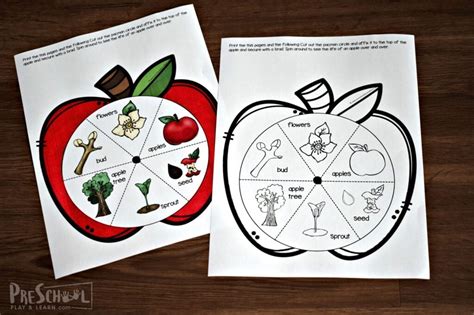 Free Printable Apple Tree Life Cycle Worksheet