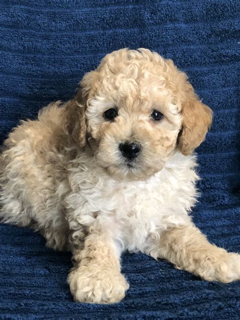 "Miniature Poodle" Puppies For Sale | Peebles, OH #299638