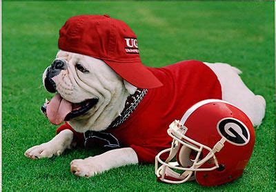 geogia bulldog pictures | uga the bulldog Georgia Bulldog Mascot, Uga Bulldogs, Georgia Bulldogs ...